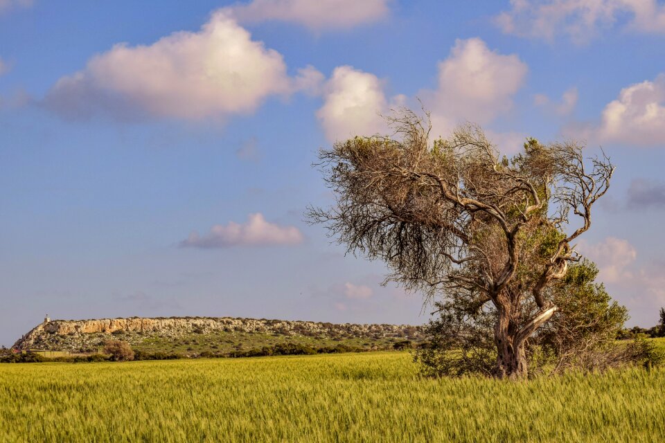Sky agriculture tree