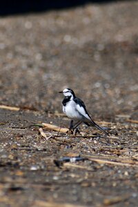 Beach sandy bird photo