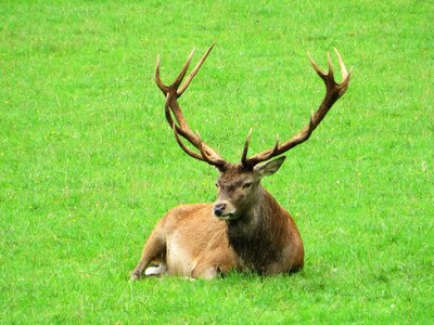 Wood ruminant cervus elaphus