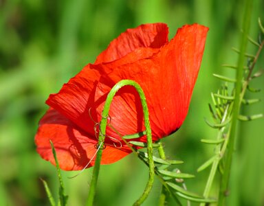 Flowers red meadow photo