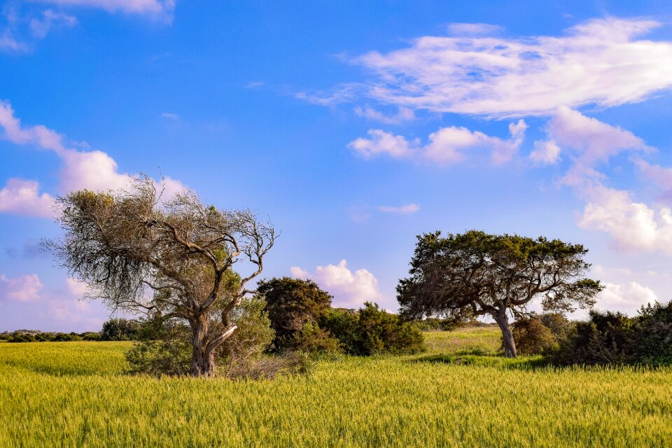 Sky agriculture tree