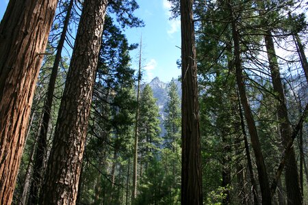 Conifer outdoors sequoia photo