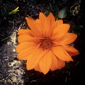 Small flower flowers garden