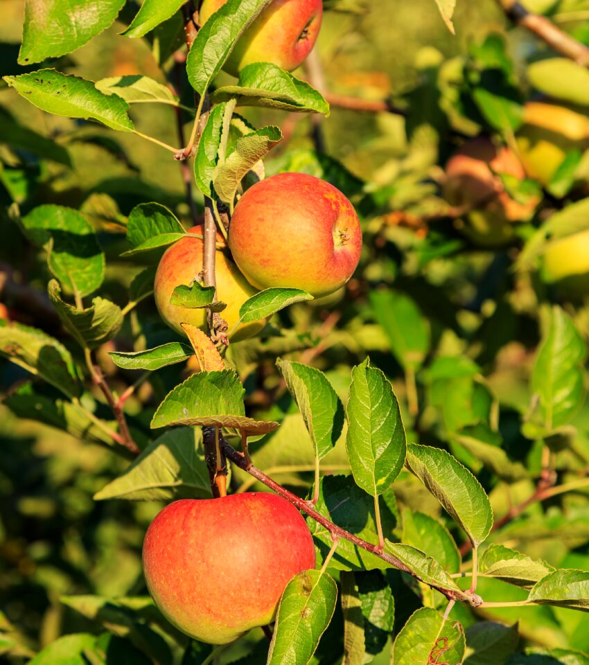 Leaf fruit branch