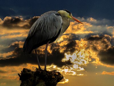 Animal world heron water bird