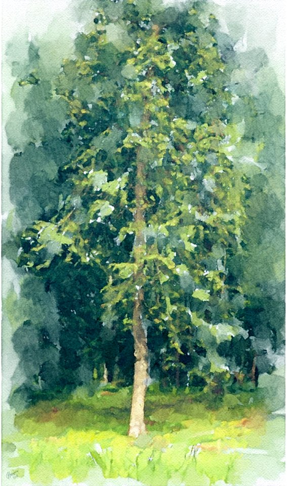 Study of a tree