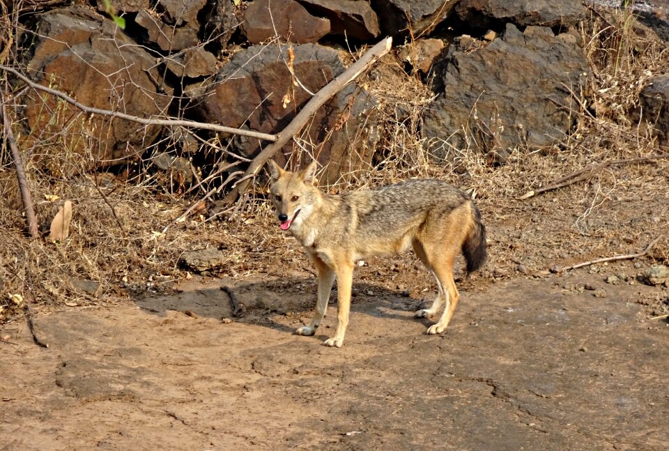 Canid nature wildlife