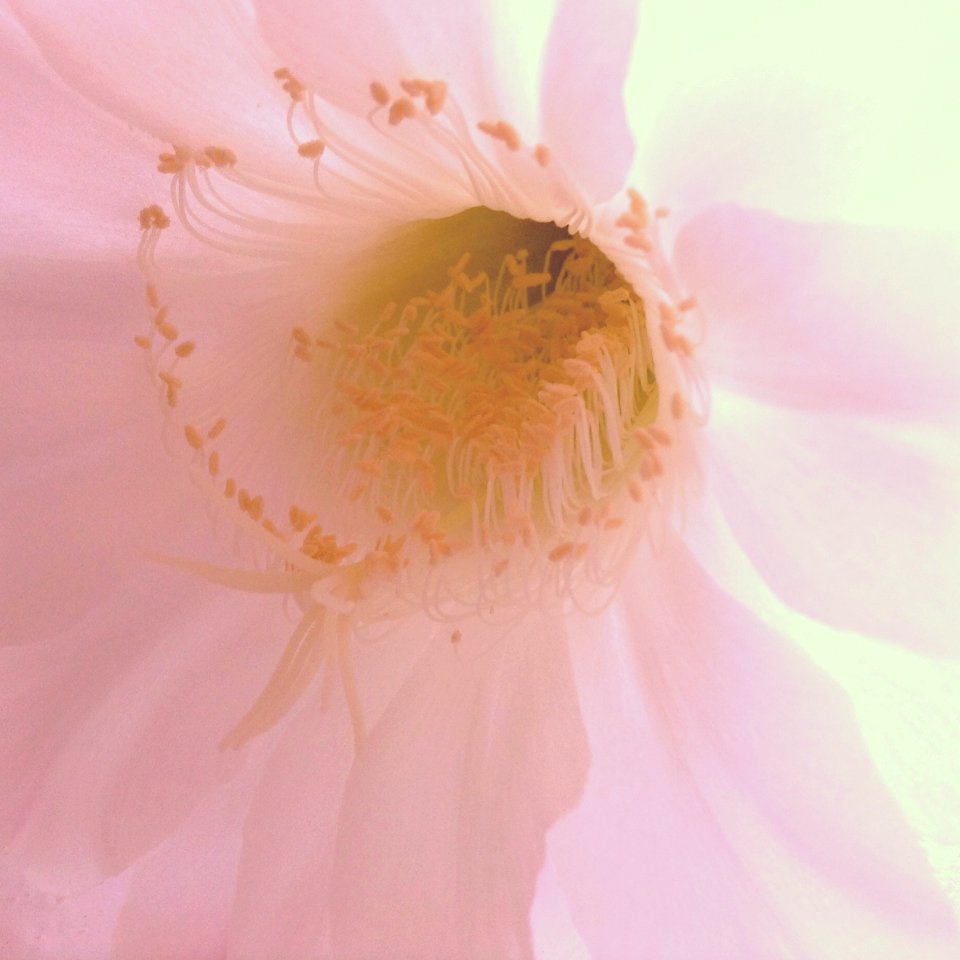 Psyche
