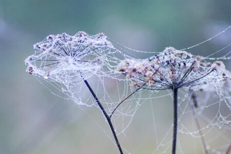 Dry plants meadow autumn photo