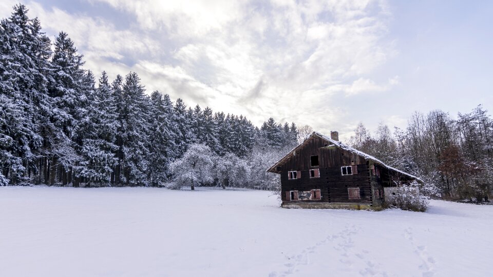 Frost wood frozen photo