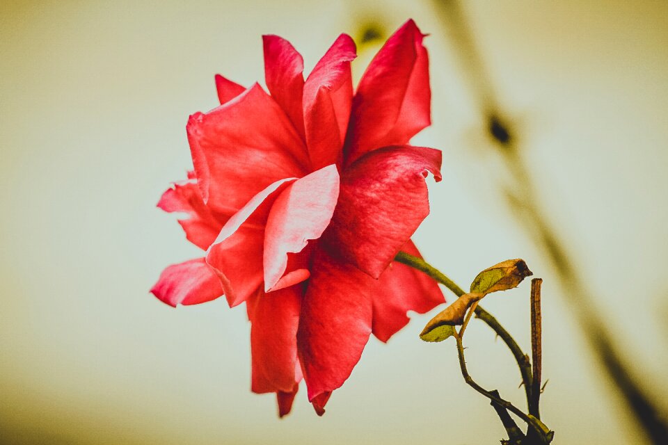 Plant leaves beautiful