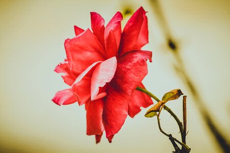 Plant leaves beautiful photo