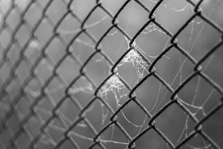 Cobweb spider's web haze