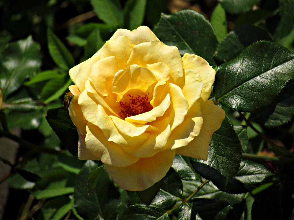 Rose petals plant rose garden