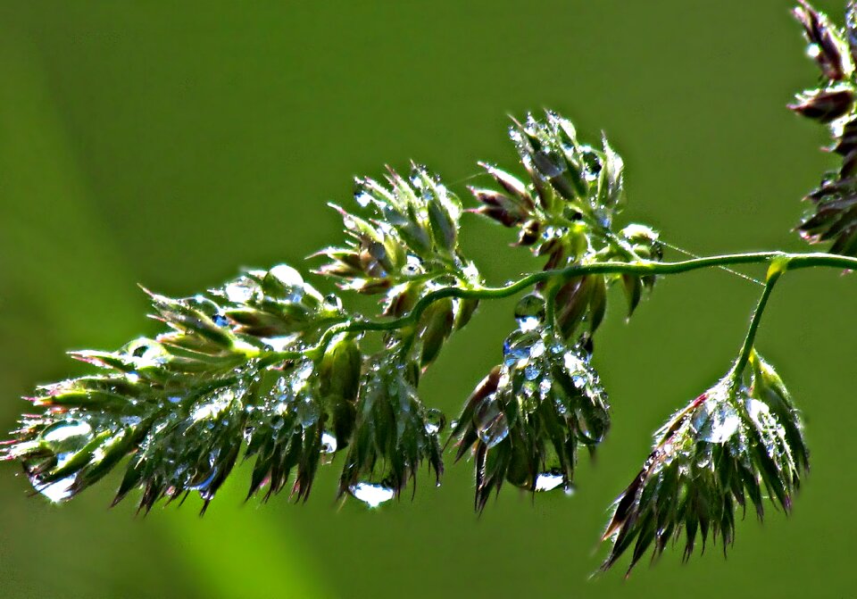 Rain nature green