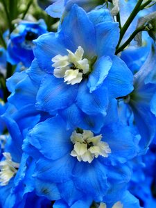 Plant floral larkspur
