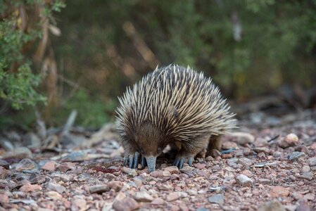 Egg-laying mammal spiny anteater spiky