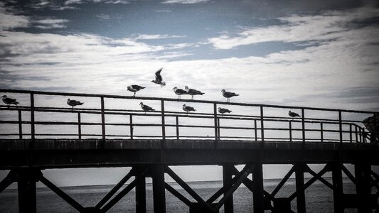 Water birds sky photo