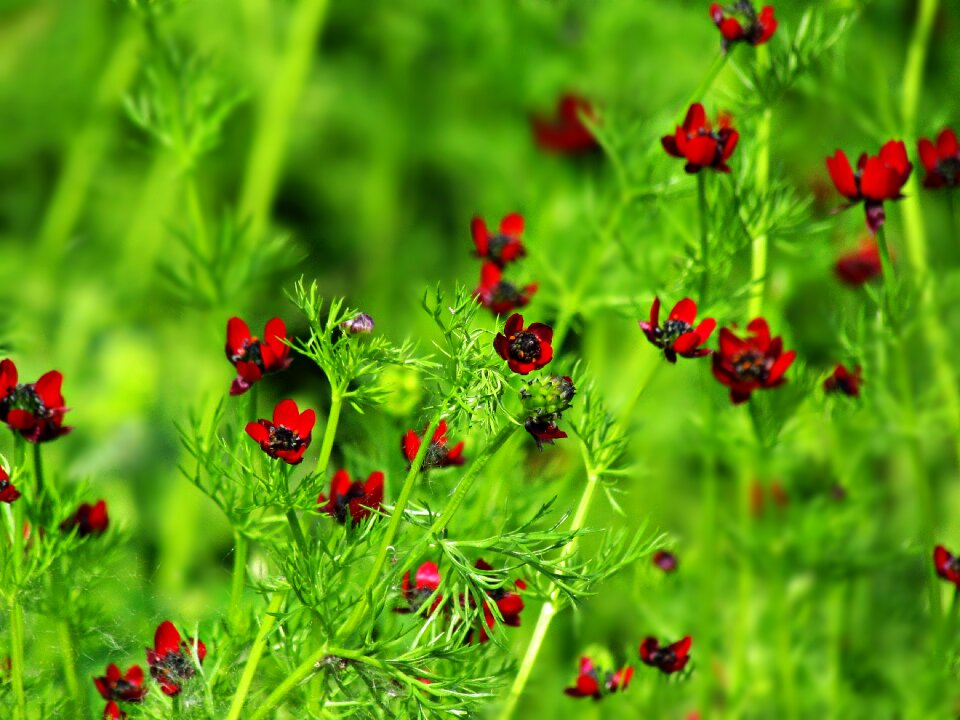 Burgundy meadow summer