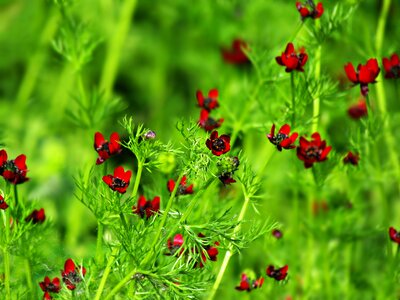 Burgundy meadow summer photo