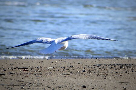 Wave beach bird photo