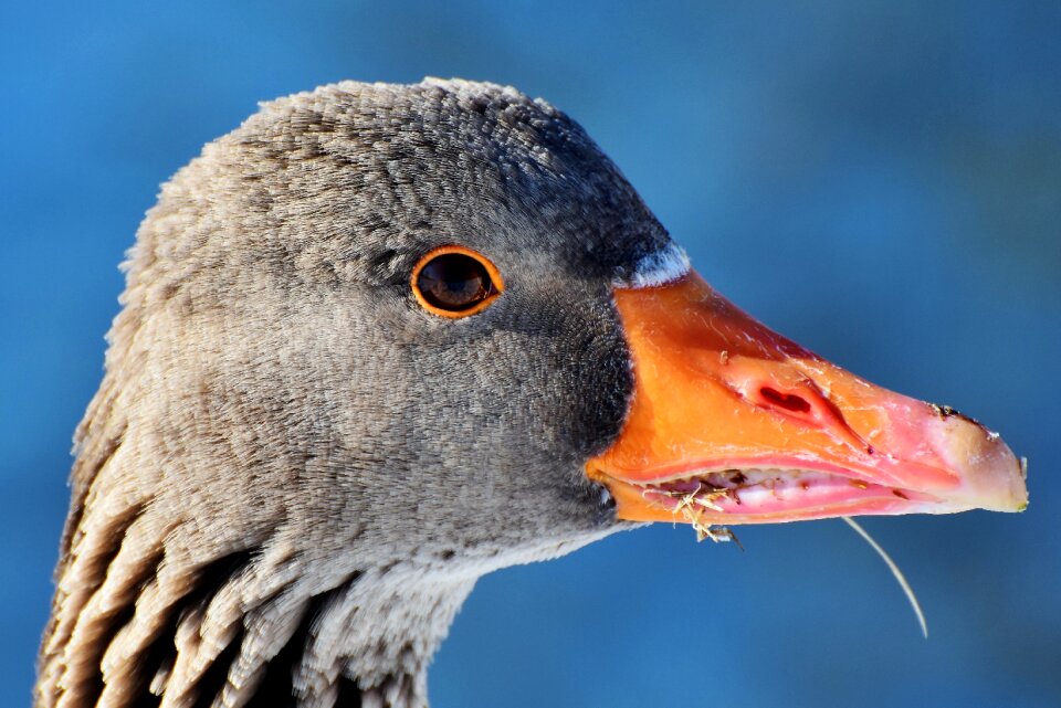 Water bird migratory bird wild bird