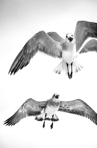 Wildlife seagull ornithology