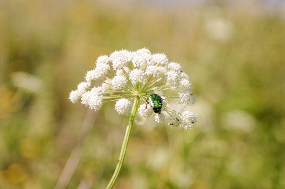 Outdoors grass cockchafer