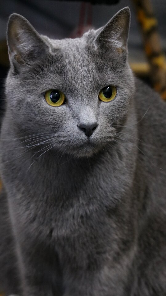 Portraits cat cute