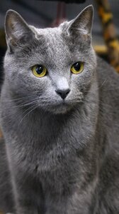 Portraits cat cute