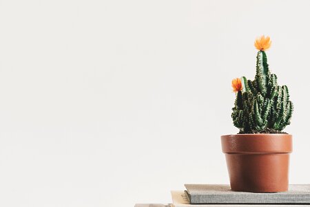 Plant flowerpot interior
