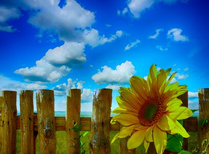 Nature sunlight blooming