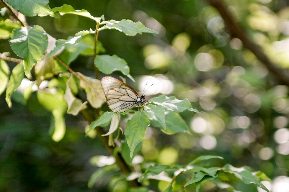 Outdoors tree butterfly