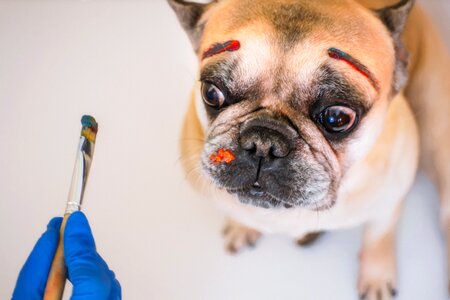 Fun little french bulldog