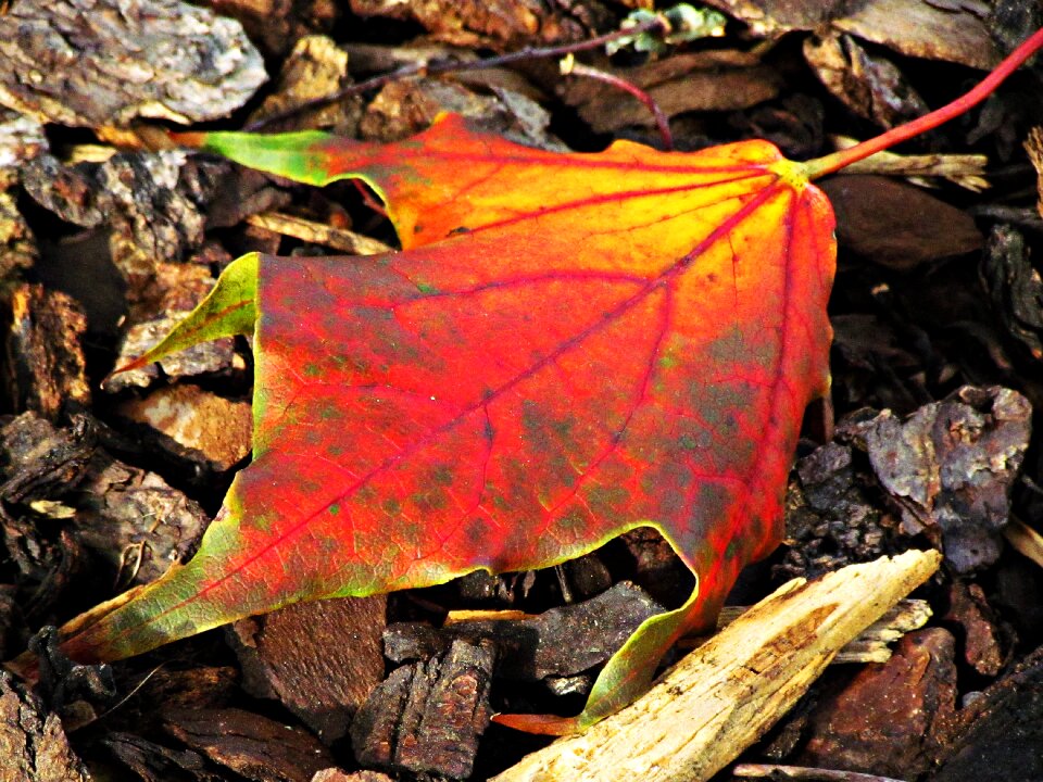 Nature yellow autumn gold