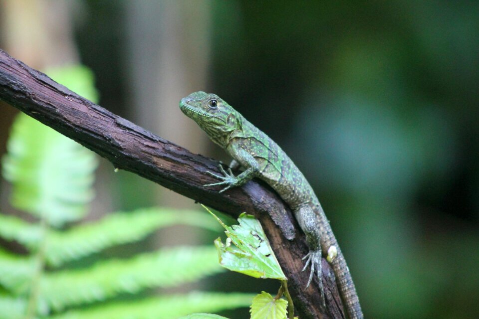 Reptile outdoor the