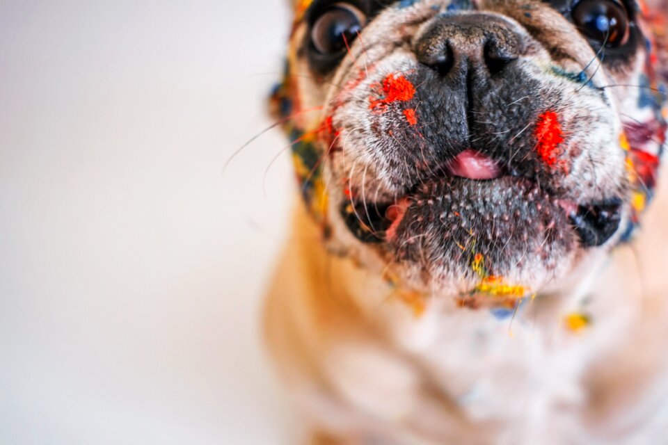 Fun little french bulldog