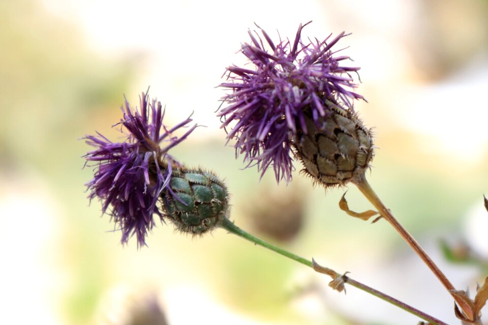 Wild plant plants flowering plant