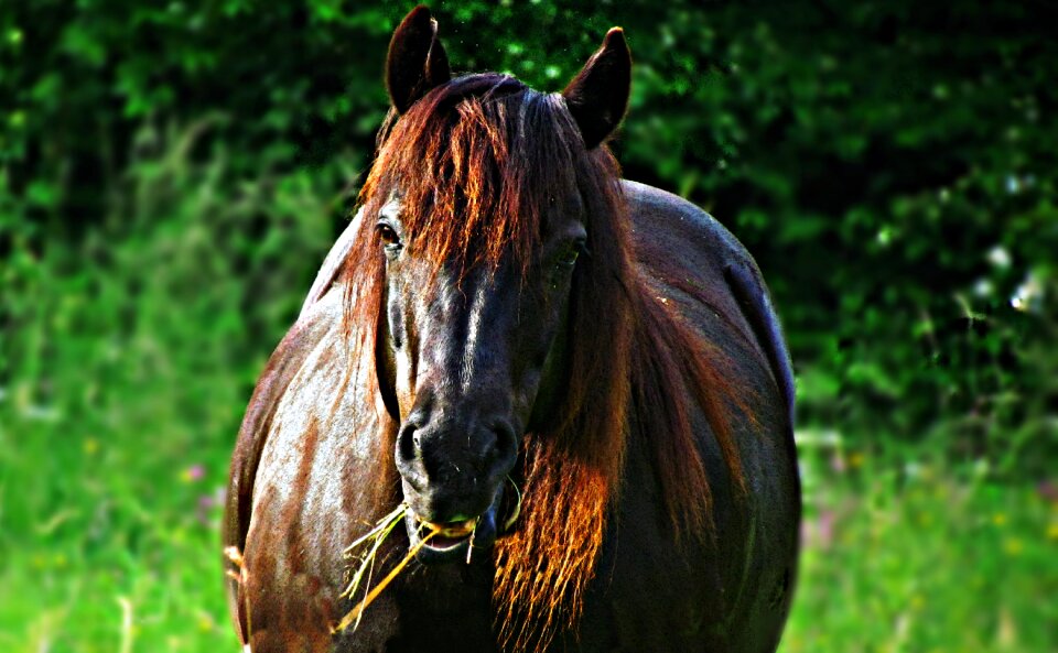 Horse nature pasture land