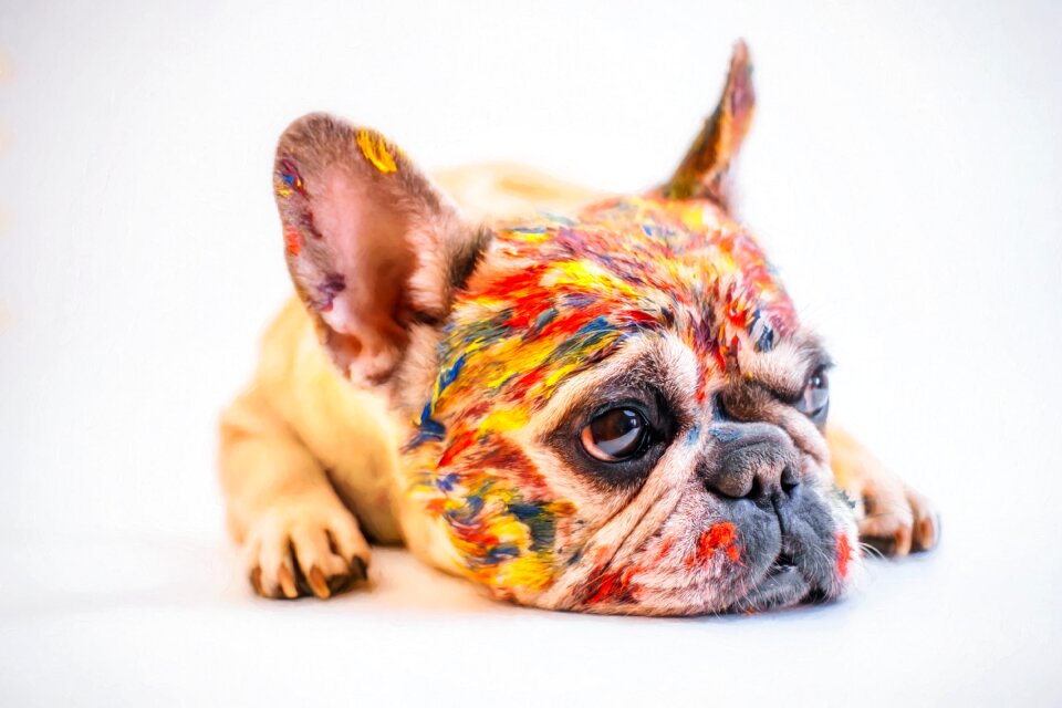 Fun little french bulldog