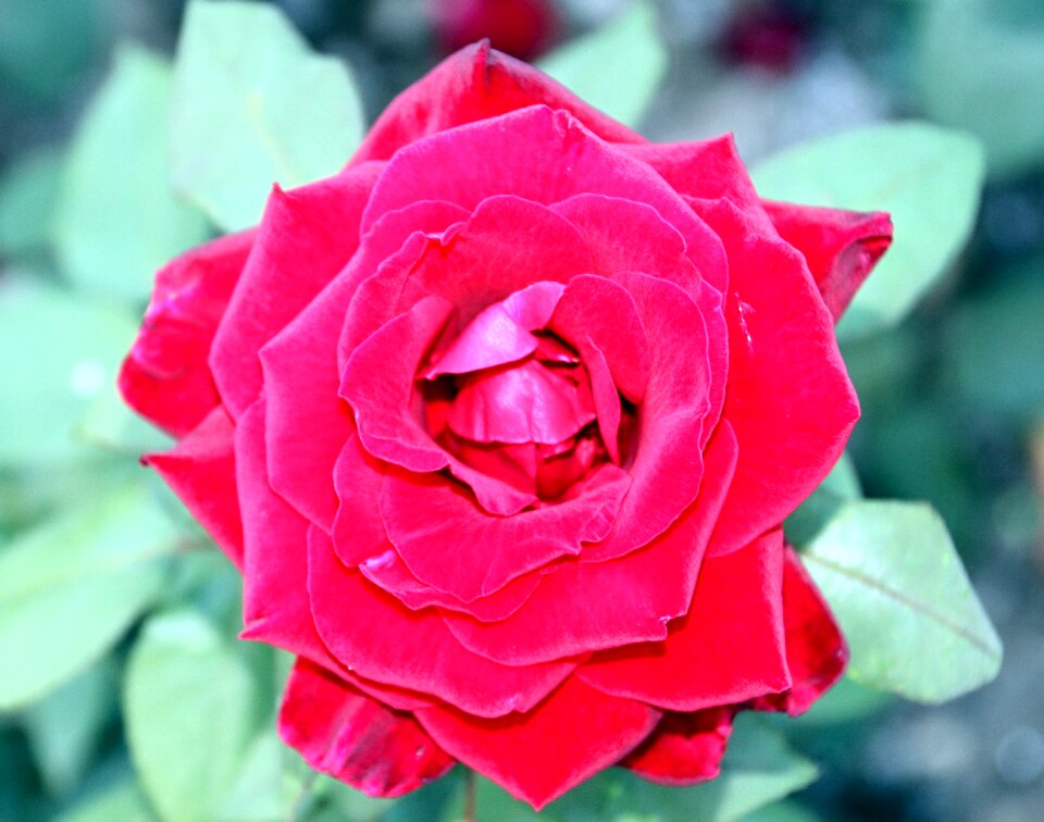 Bloom red rose rose blooms