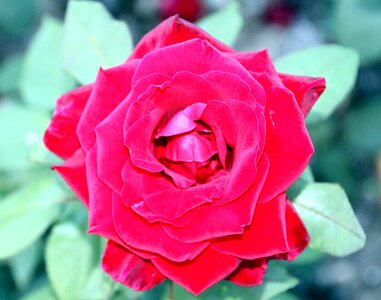 Bloom red rose rose blooms photo