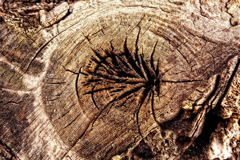 Cracked growth ring split
