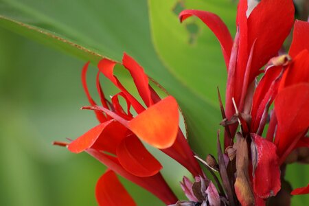 Red plant plants flowering