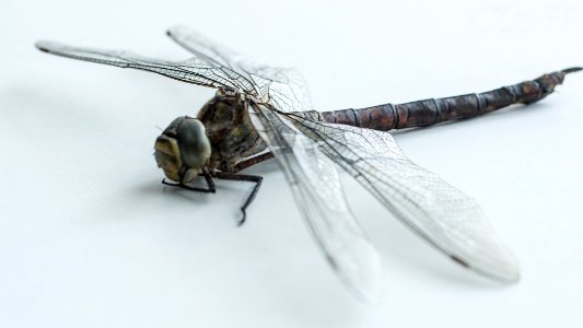 Makro_DSC02200