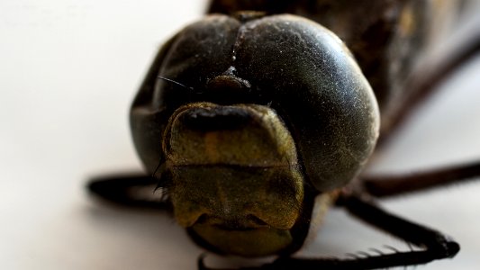 Makro_DSC02070