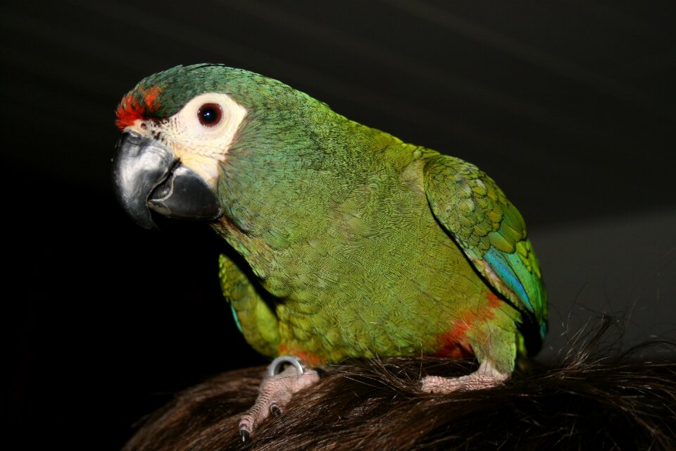Animal world animal wild