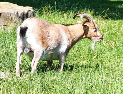 Farm zoo billy goat photo