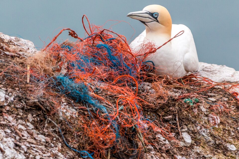 Marine pollution pollution plastic