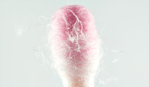 Cotton_swab_2015-02-14-01.24.52_-_ZS-PMax_-_Stack-DSC06072…